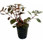 Ludwigia sp. Mini Super Red – Zboží Mobilmania