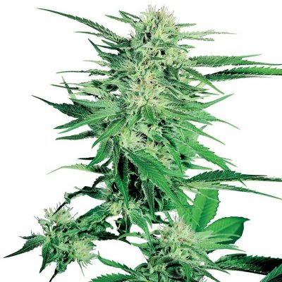 Sensi Seeds Big Bud semena neobsahují THC 10 ks – Zboží Mobilmania