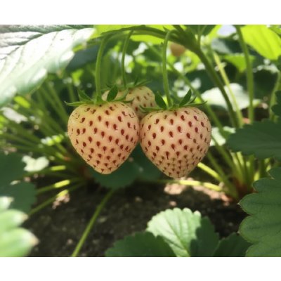 Jahodník bílé barvy 'Ananas' 5 ks poloraný – Zboží Dáma