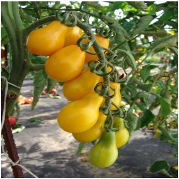 Rajče Perun - Solanum lycopersicum - semena rajčete - 10 ks