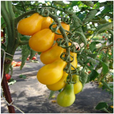 Rajče Perun Solanum lycopersicum semena rajčete 10 ks – Zboží Mobilmania