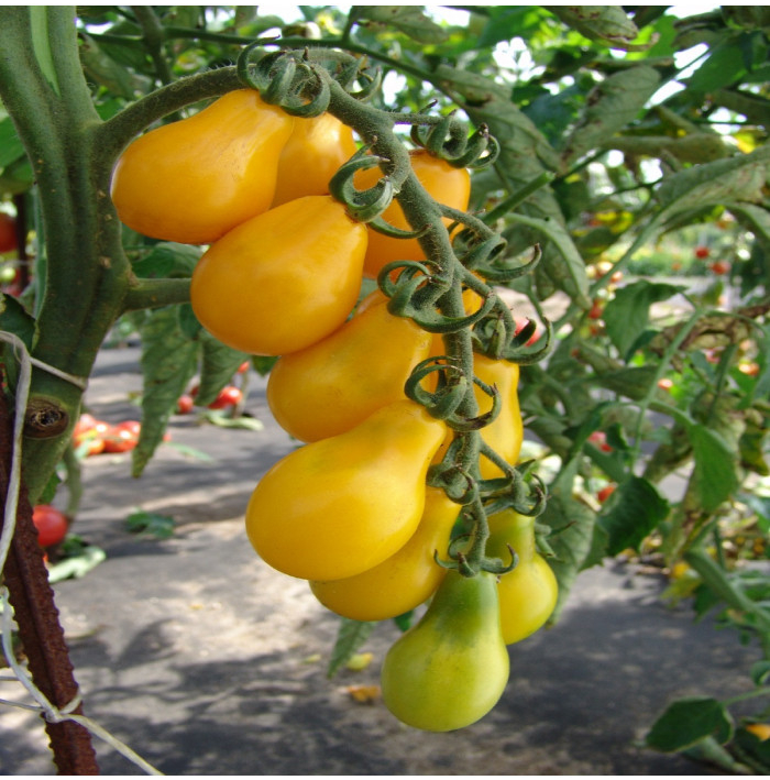 Rajče Perun - Solanum lycopersicum - semena rajčete - 10 ks