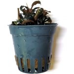 Bucephalandra Red Mini – Zboží Dáma