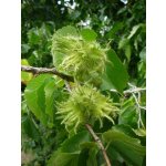 GREENBOSS FLOWER Líska turecká K2L Velikost: 2 l květináč – Hledejceny.cz