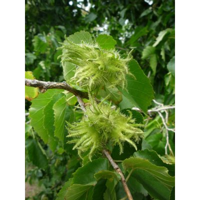 GREENBOSS FLOWER Líska turecká K2L Velikost: 2 l květináč – Hledejceny.cz
