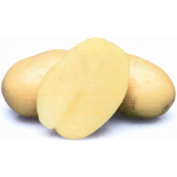 Osivo a semínko Sadbové brambory AVANTI velmi rané 10kg