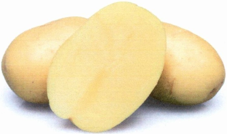 Sadbové brambory AVANTI velmi rané 10kg