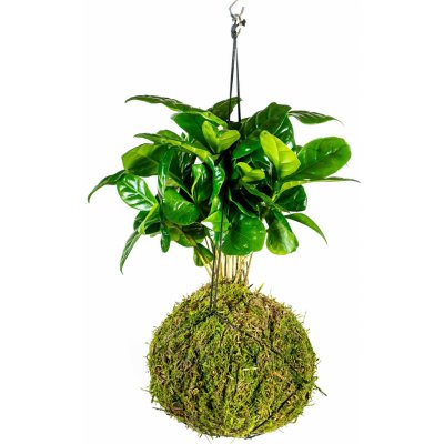 Gardners Kokedama Coffea arabica (L) Kávovník arabský 1 ks – Zboží Mobilmania