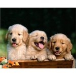 Norimpex Diamantové malování Roztomilé trio 30 x 40 cm – Sleviste.cz