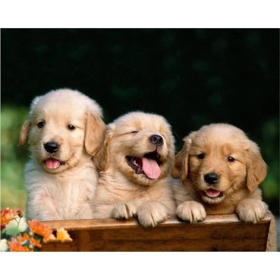 Norimpex Diamantové malování Roztomilé trio 30 x 40 cm – Sleviste.cz