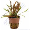 Cryptocoryne albida Brown