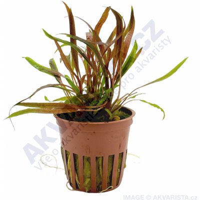 Cryptocoryne albida Brown – Zboží Dáma