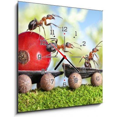 Obraz s hodinami 1D - 50 x 50 cm - ants deliver red currant with trailer of sunflower seeds mravenci dodávají červený rybíz s přívěsem slunečnicových semen – Zboží Mobilmania