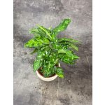 Aglaonema Pictum Tricolor – Zboží Dáma