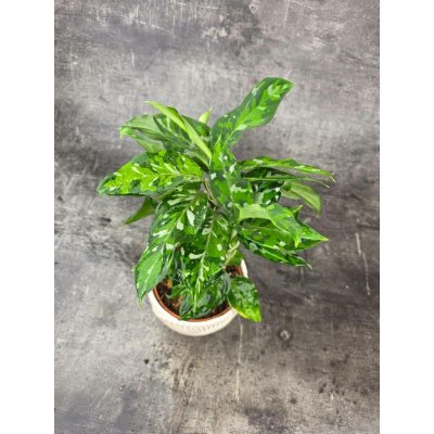 Aglaonema Pictum Tricolor – Zboží Dáma