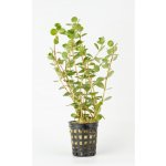 Rotala sp. Ceylon – Zboží Dáma