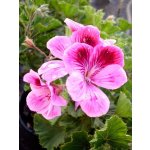 Fichema Geranium silice 100 ml – Hledejceny.cz