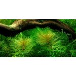 Myriophyllum matogrossense - Stolístek červený – Sleviste.cz