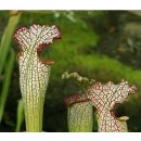 Špirlice bělolistá - semena - 12 ks - Sarracenia leucophylla