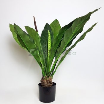 Anthurium Jungle King 80cm