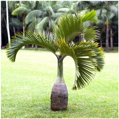 Palma lahvová - Hyophorbe lagenicaulis - semena palmy - 3 ks – Zbozi.Blesk.cz