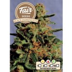 Fair Seeds Black Dominator semena neobsahují THC 5 ks – Sleviste.cz