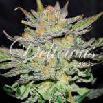 Delicious Seeds AUTO Blue Ace CBD semena neobsahují THC 3 ks – Sleviste.cz