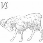 Kozoroh – Zboží Dáma