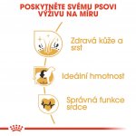 Royal Canin Cocker Adult 3 kg – Sleviste.cz