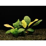 Anubias barteri var. coffeefolia – Zboží Mobilmania