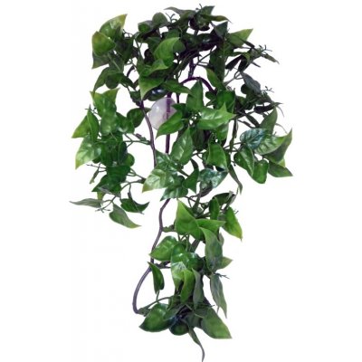 Komodo Philodendron Plant 30 cm – Zboží Mobilmania