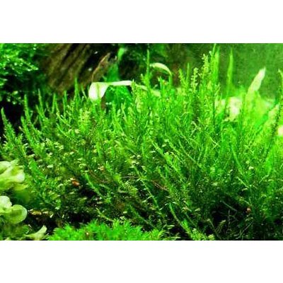 Vesicularia reticulata Erect moss 7 cm – Zboží Mobilmania