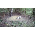 OXE Viper – Zboží Živě