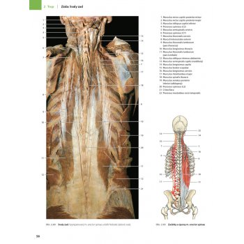 Anatomie člověka - fotografický atlas - 9. vydání - Johannes W. Rohen, Chihiro Yokochi, Elke Lütjen-Drecoll