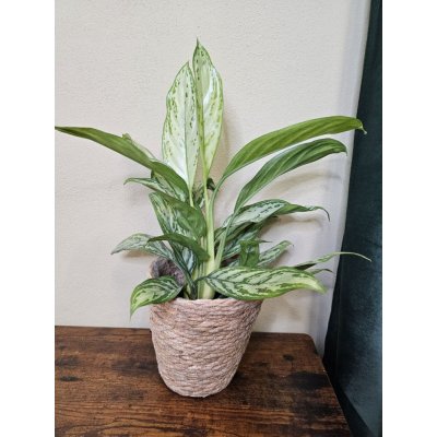 Aglaonema Silver Queen, vhodná dál od okna – Zboží Dáma