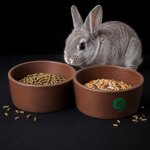 JK ANIMALS Keramická dvojmiska pro králíky 2×15 cm – Hledejceny.cz