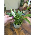 Spathiphyllum Pearl Cupido mini – Zbozi.Blesk.cz