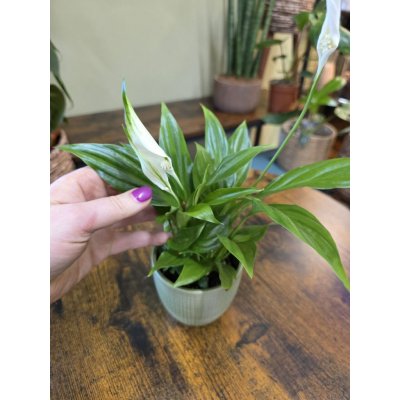 Spathiphyllum Pearl Cupido mini – Zbozi.Blesk.cz