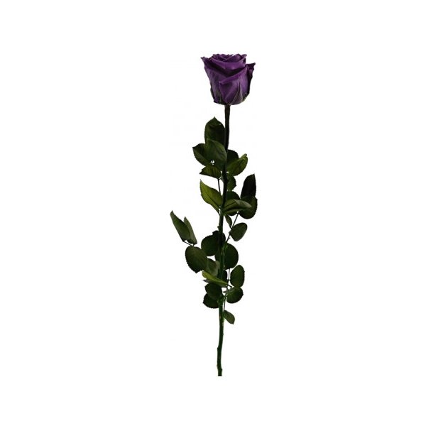 Květina Stabilizovaná růže - fialová