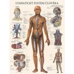 Vydavatelství Poznání Anatomická mapa - Lymfatický systém člověka – Hledejceny.cz