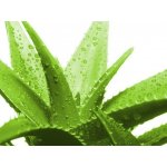 BioBizz Acti·Vera 1 l – Zboží Dáma