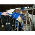 Fixační podpěra hlavy krávy – Zbozi.Blesk.cz