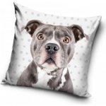 Carbotex pes pitbull 40 x 40 cm – Zboží Mobilmania