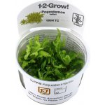 Pogostemon helferi Tropica – Zboží Mobilmania