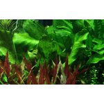 Echinodorus Ozelot Green – Hledejceny.cz