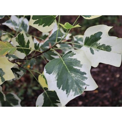 Liriodendron sazenice v nádobě 0,5-1l 0-150 cm – Hledejceny.cz