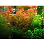 Cabomba piauhyensis - Kabomba brazilská – Zboží Dáma Cabomba piauhyensis - Kabomba brazilská – Zboží Dáma