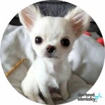 Jedlý tisk PEJSEK - BÍLÁ ČIVAVA ● materiál: JEDLÝ PAPÍR Ⓜ️, ● velikost: průměr 18 cm ☝ – Hledejceny.cz