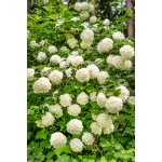 Agarden Kalina obecná 'Roseum' – Sleviste.cz