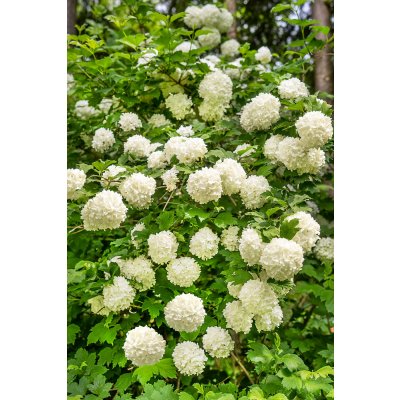 Agarden Kalina obecná 'Roseum' – Sleviste.cz